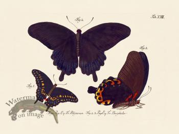 Jablonsky Butterfly 018